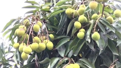 Strengthening the value of Vietnam's cashew sector