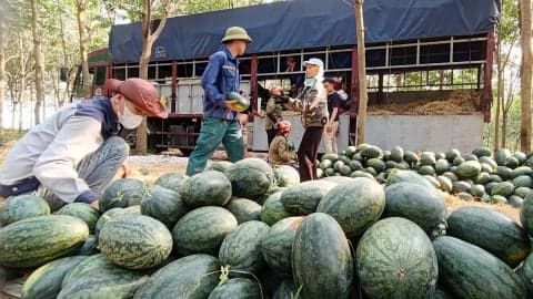 Agricultural exports in 2023: opportunities and challenges