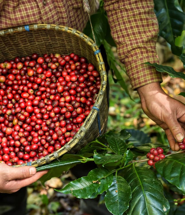 Basket of red coffee cherries held by person wearing checkered shirt with green coffee leaves
