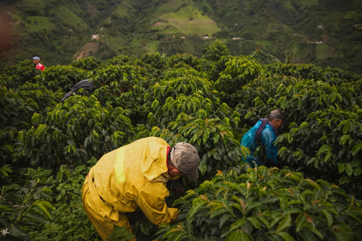 Farmers harvesting coffee plants in green hilly area wearing yellow and blue jackets