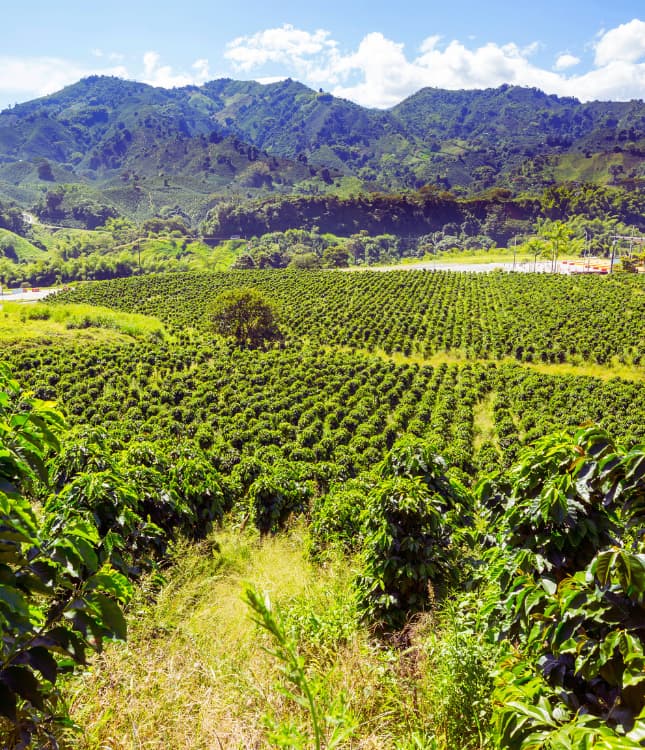Lush green coffee plantation landscape with mountains and blue sky