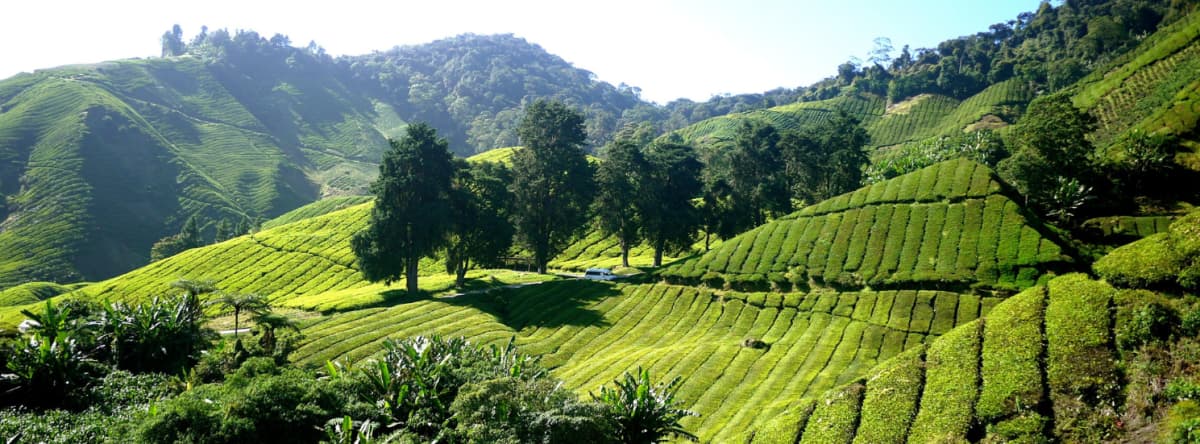 Tan Tai Company - High-quality agricultural products