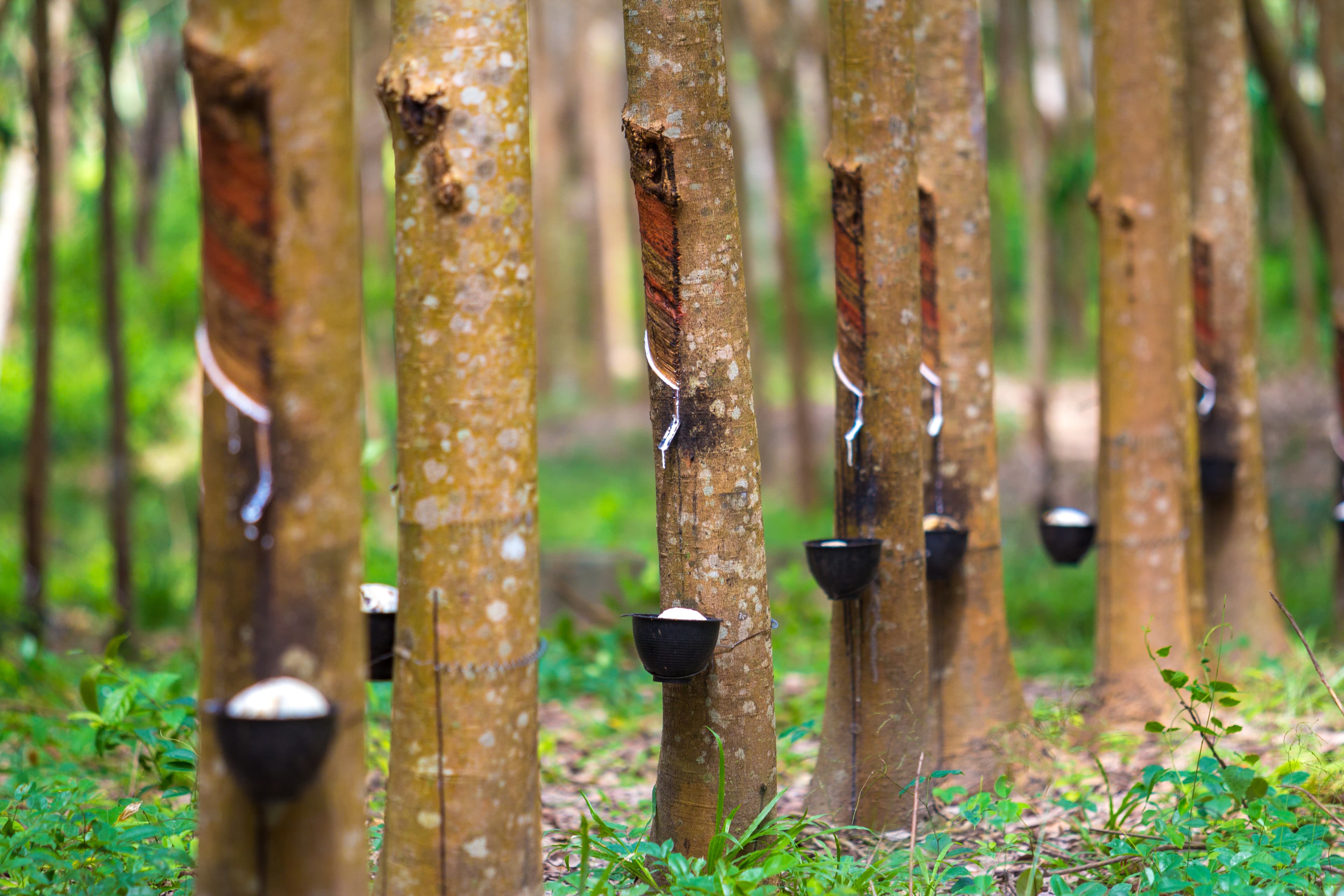 Natural Rubber