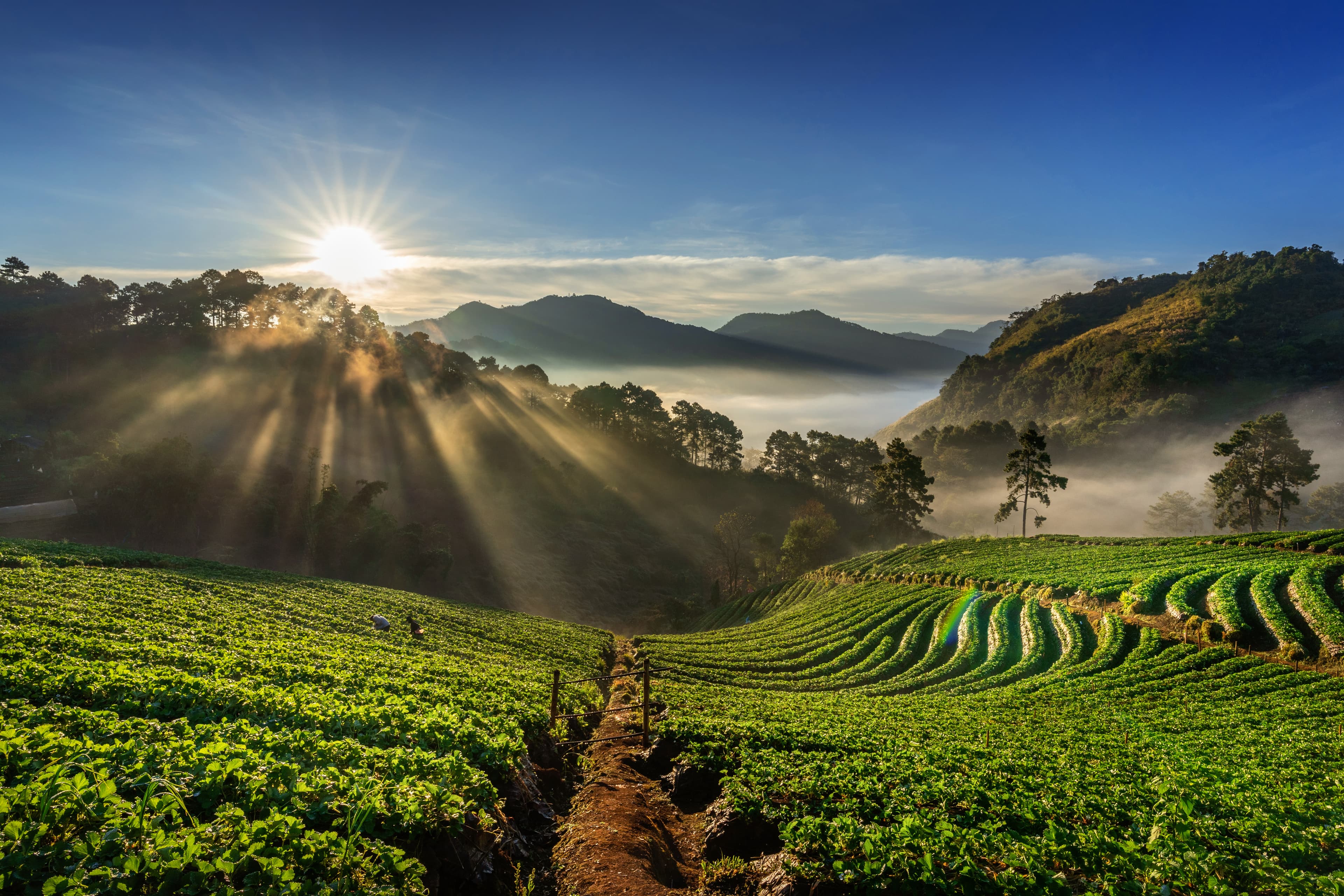 Tan Tai Company Coffee Fields